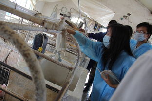 河南科技大學動物科技學院科技支農(nóng)幫扶團 為中國中原地區(qū)畜牧行業(yè)發(fā)展添磚加瓦