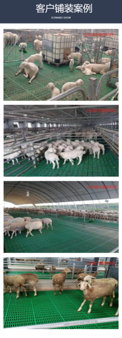 現(xiàn)代化養(yǎng)羊新選擇 高強度畜牧產(chǎn)床、高架床與糞板施工全解析